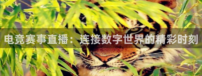 新球体育赛事：电竞赛事直播：连接数字世界的精彩时刻